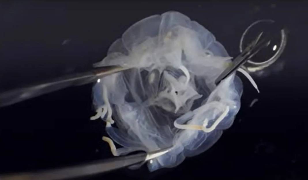 24 gözü var, şeffaf ve renksiz gövdeli! Bilim insanları bile şaşkın, ne kadar tehlikeli olduğu bilinmiyor 4